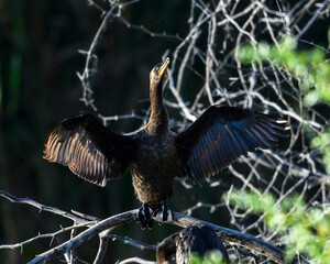Bird drying its wings