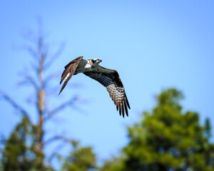 Osprey flying