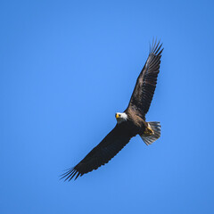 american bald eagle