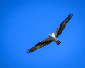 osprey in flight