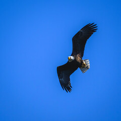 eagle in flight
