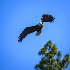 american bald eagle in flight