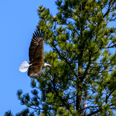 Bald eagle in flight