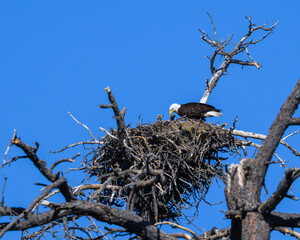 Eagle in a nest