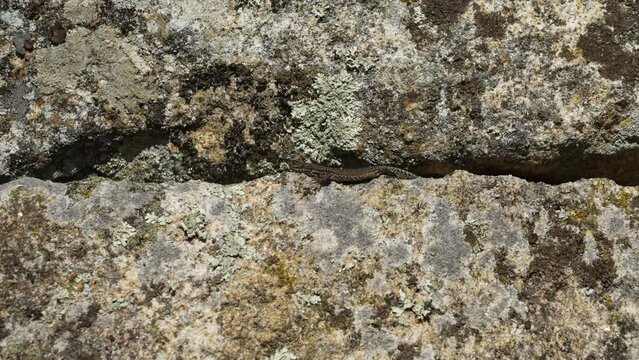 Black lizard sitting on granite rock wall at the archaeological site of the historical roman ruins of Citania de Briteiros near Guimaraes and Braga, situated high on hill overlooking the landscape.