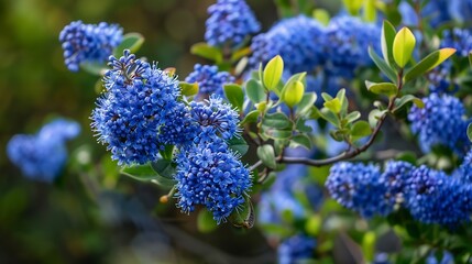 Obraz premium Blue flowers of eltleaf ceanothus island ceanothus or sland mountain lilac flowering tree in Londons garden UK in spring : Generative AI