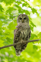 Barred Owl portrait on tree branch in Spring