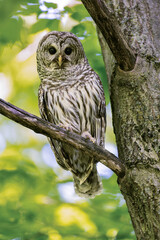 Barred Owl portrait on tree branch in Spring