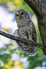 Barred Owl portrait on tree branch in Spring