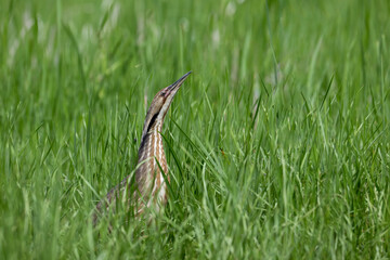 An American bittern concealed among the reeds