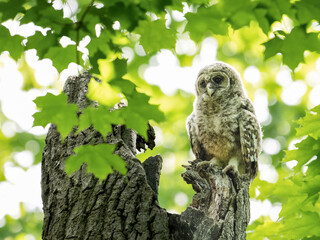 A portrait of a barred owlet perched atop a broken tree trunk in spring