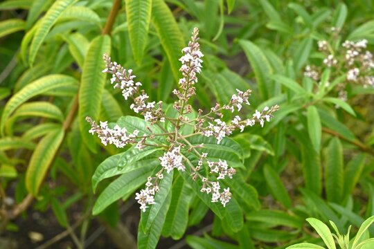 Lemon verbena (Aloysia citrodora) flowers. Small white flowers bloom in summer. The lemon-scented leaves are used as food ingredients and in perfumes.