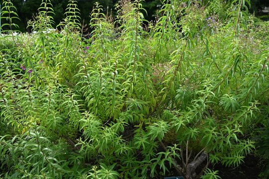 Lemon verbena (Aloysia citrodora) flowers. Small white flowers bloom in summer. The lemon-scented leaves are used as food ingredients and in perfumes.