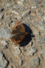 Mariposa naranja, marrón y azul