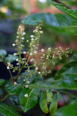 The yellow flowers of Longan with their green leaf in the garden, flowers fruits, stock photo.