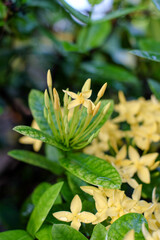 Asoka yellow flowers blooming in the home garden with natural background, fresh yellow asoka flowers.