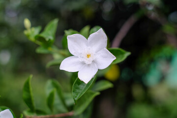 Fototapeta premium Blooming Wrightia antidysenterica or arctic snow flowers with natural blur background, also known as the White Angel flower.