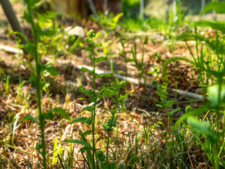斜面に生えるシダの新芽
