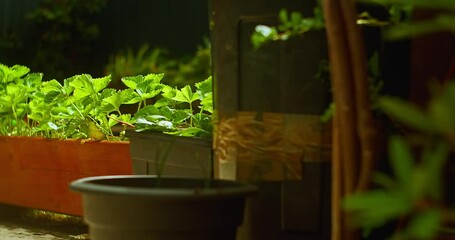 organic homemade strawberry plants | bushes in pots, first year of fruiting | sunny day | 4k video