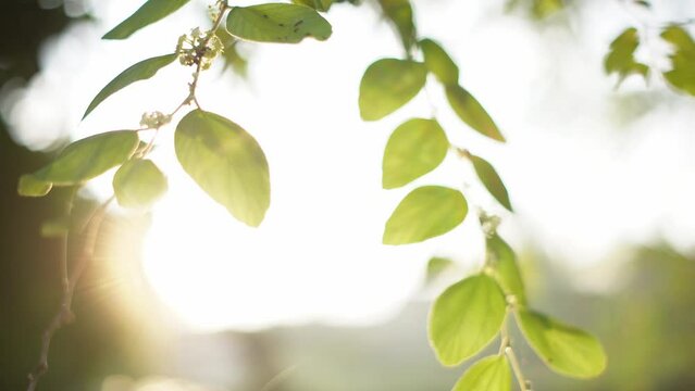 A branch with green leaves backlit by the sun. Bidara leaves.