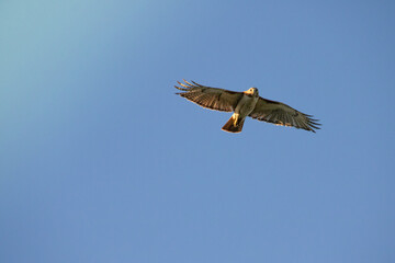 red-tailed Hawk flying over head looking right at me