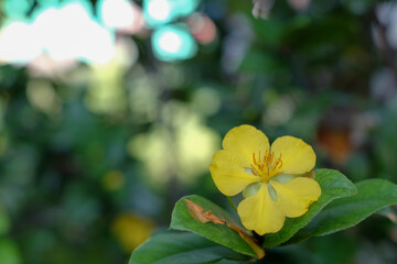 Ochna serrulata flower or carnival bush flower with blurred natural background, This photo was taken up close.