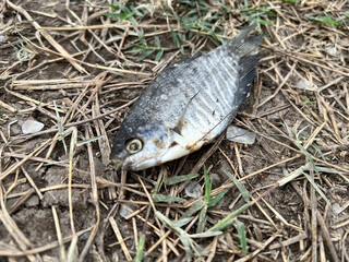 dead gourami fish on the ground
