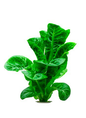 organic lettuce