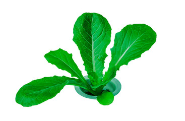 organic lettuce