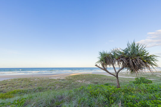 Lone pandanas tree overlooking Miami Beach on the Gold Coast