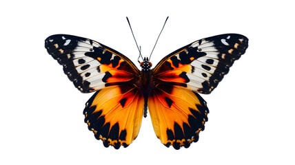 Obraz premium butterfly isolated on white