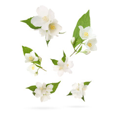 Fototapeta premium Beautiful jasmine flowers with leaves in air on white background