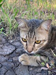 cute tabby cat on the ground