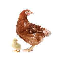 Chicken with cute chick on white background