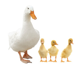 Duck and small fluffy ducklings on white background
