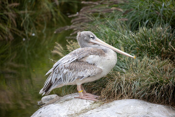 Pink-backed pelican resting