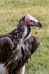 Lappet-faced vulture