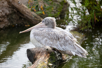 Pink-backed pelican resting - Powered by Adobe