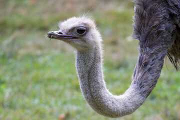 Head  of ostrich as it was tacking a stroll