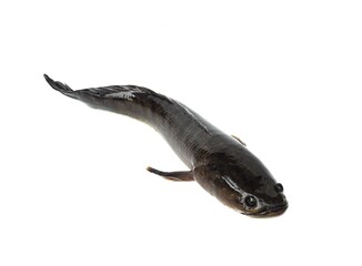 Large, fresh, not dead snakehead fish placed isolated on a white background.	
