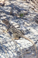 Small lizard sunning on a rock
