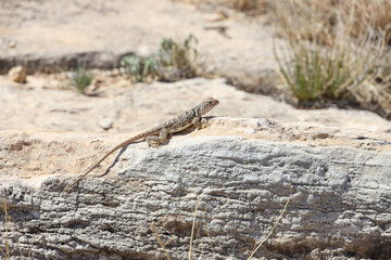 Small lizard sunning on a rock
