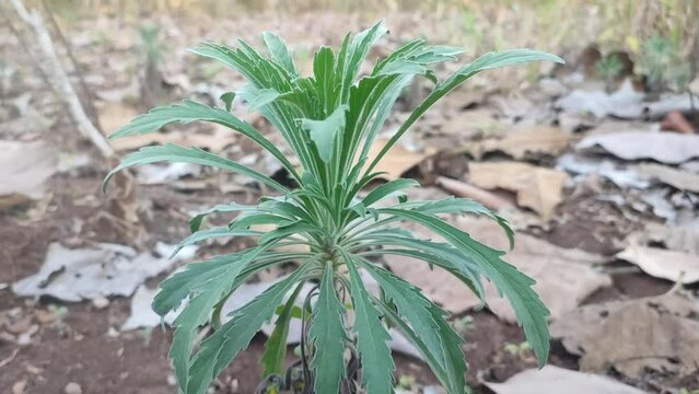 conysa sumatranensiss plant