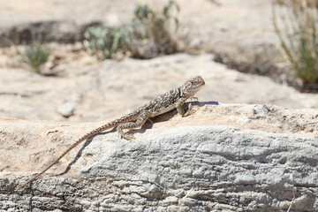 Small lizard sunning on a rock

