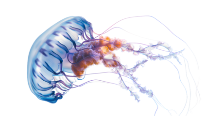 jellyfish in the water