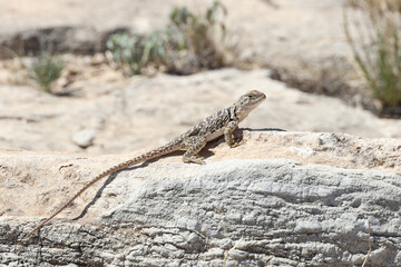 Small lizard sunning on a rock
