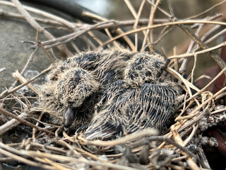 a young bird in the nest.