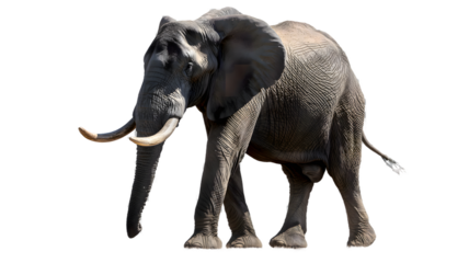 elephant isolated on white