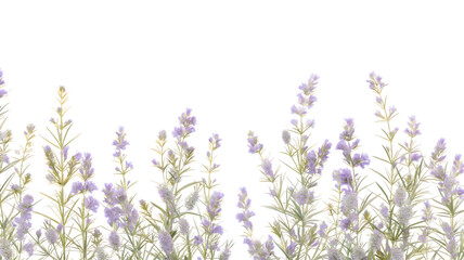 Naklejka premium lavender flowers isolated on white background