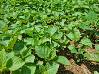 Perilla seedlings grown by sowing seeds in rural areas.